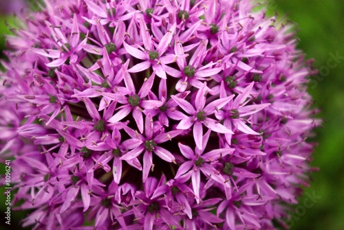 Petals of Violet flower on green background