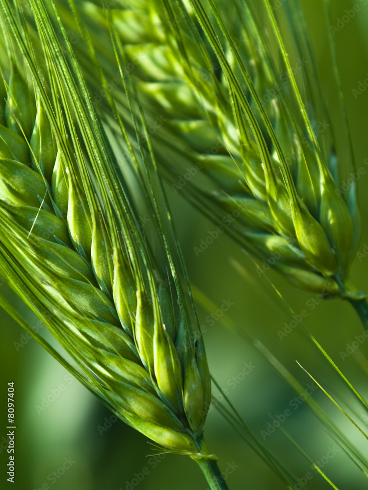 Naklejka premium green wheat