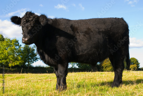 Obraz na płótnie Juvenile Angus Cow
