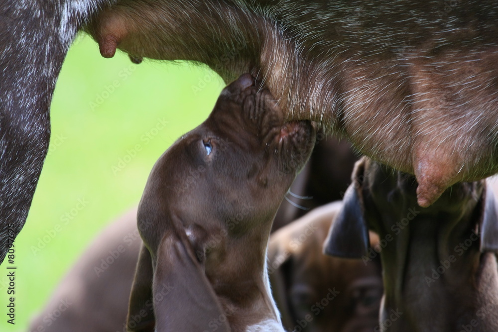 Fototapeta premium deutsch kurzhaar welpe
