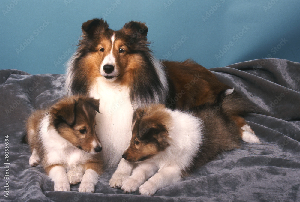 Fototapeta premium chien et chiots Colley berger d'écosse