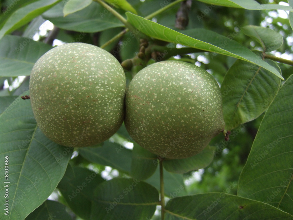 noix de chine