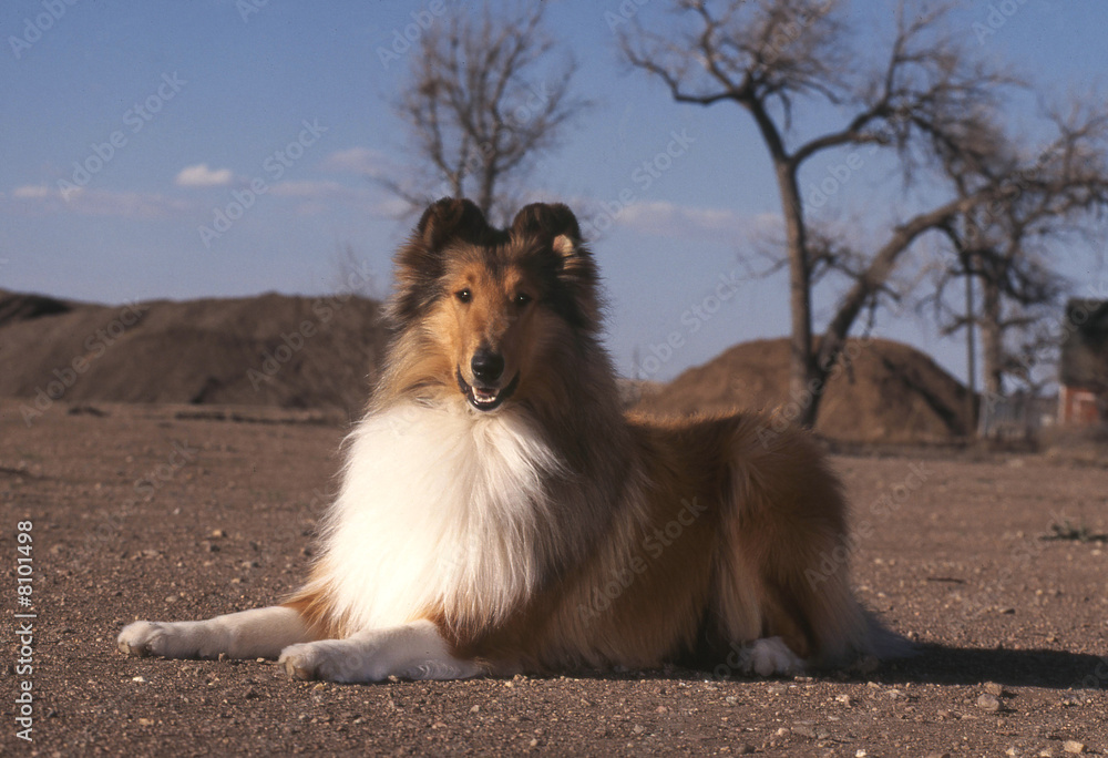 Fototapeta premium chien Colley couché dans la nature