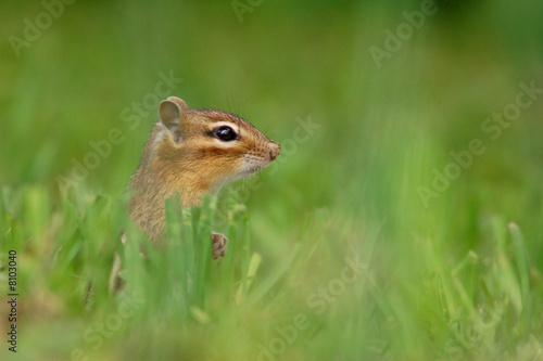 Eastern Chipmunk in Grass © William Parnell