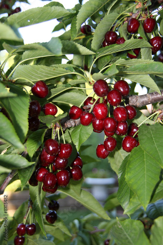 cherries, tree,cherry