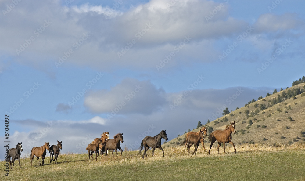 Horses stampeding