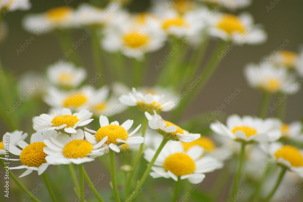 Blumenwiese