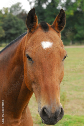 Cheval de polo © NicOlas JARDIMAGE