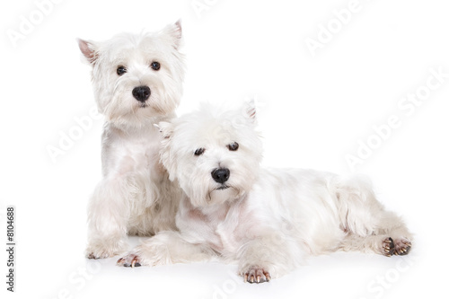 West Highland White Terrier puppy on white background