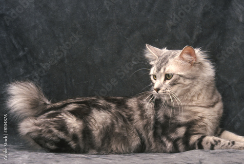 Obraz na plátně chat couché  American Bobtail