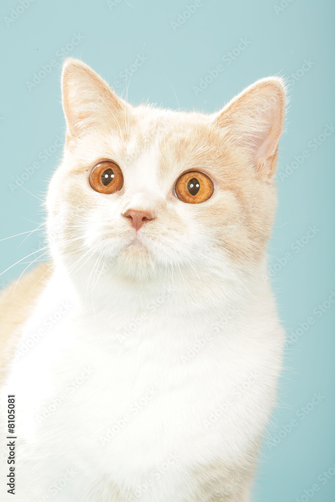 chat portrait British Shorthair