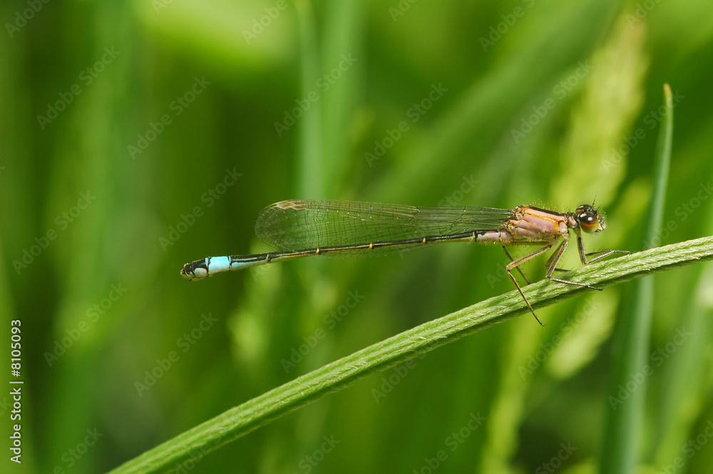 delicate damselfly on vegetation delicate damselfly on vegetation