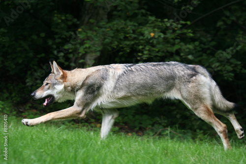 chien  Loup Tchèque qui court © Dogs