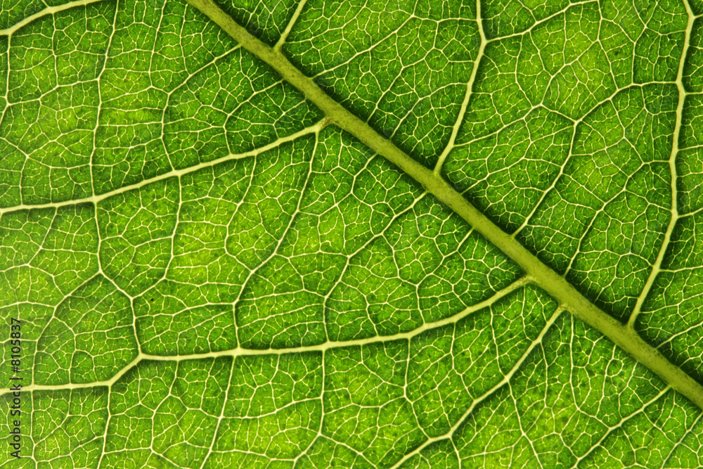 Leaf Leaf