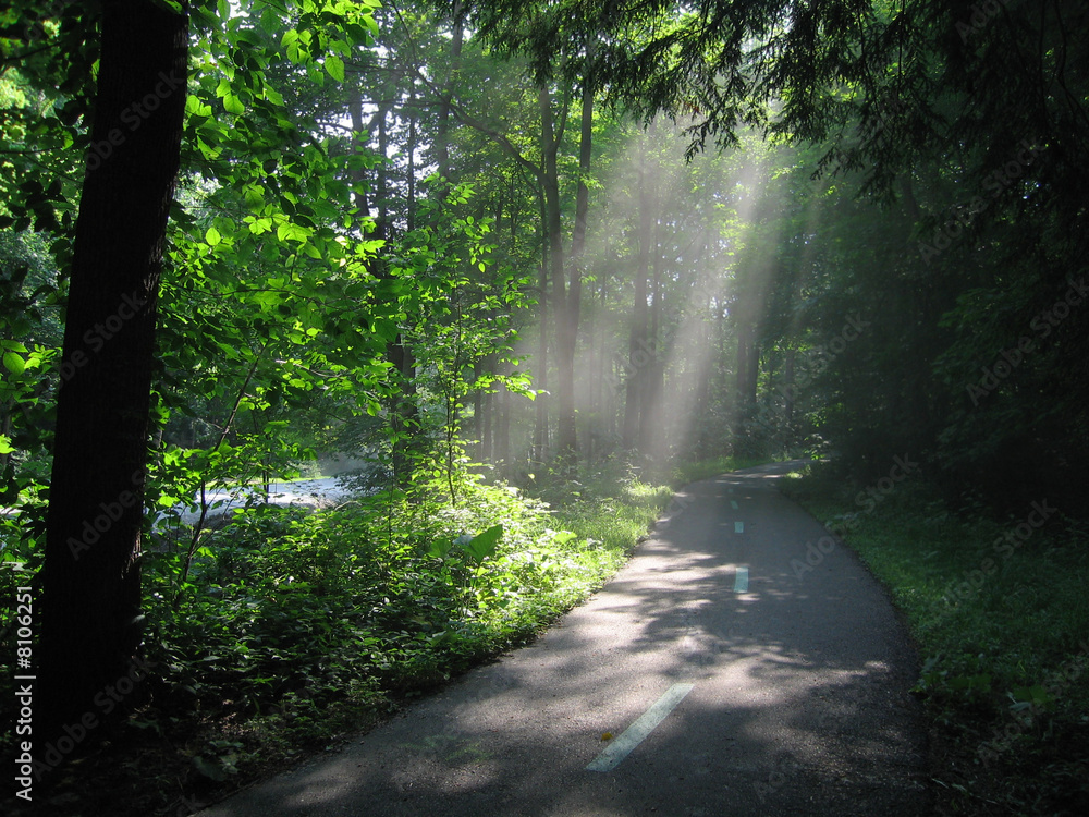 Obraz premium Sunlight through Trees