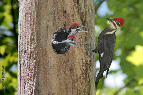 Pileated Woodpecker (Dryocopus pileatus) 