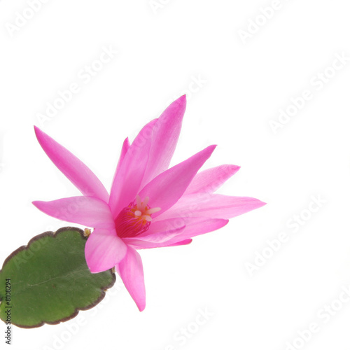 Christmas cactus