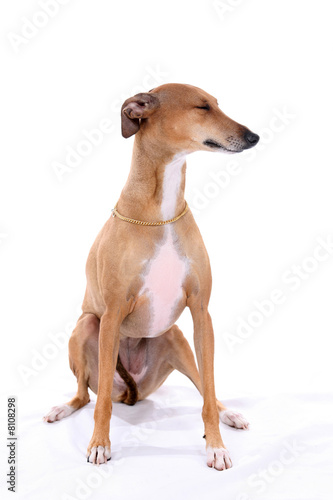 Italian Greyhound dog sitting on a high key background 