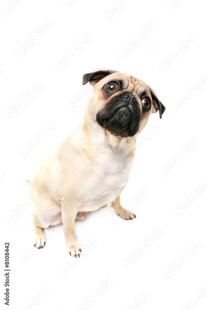 Obraz premium The Question