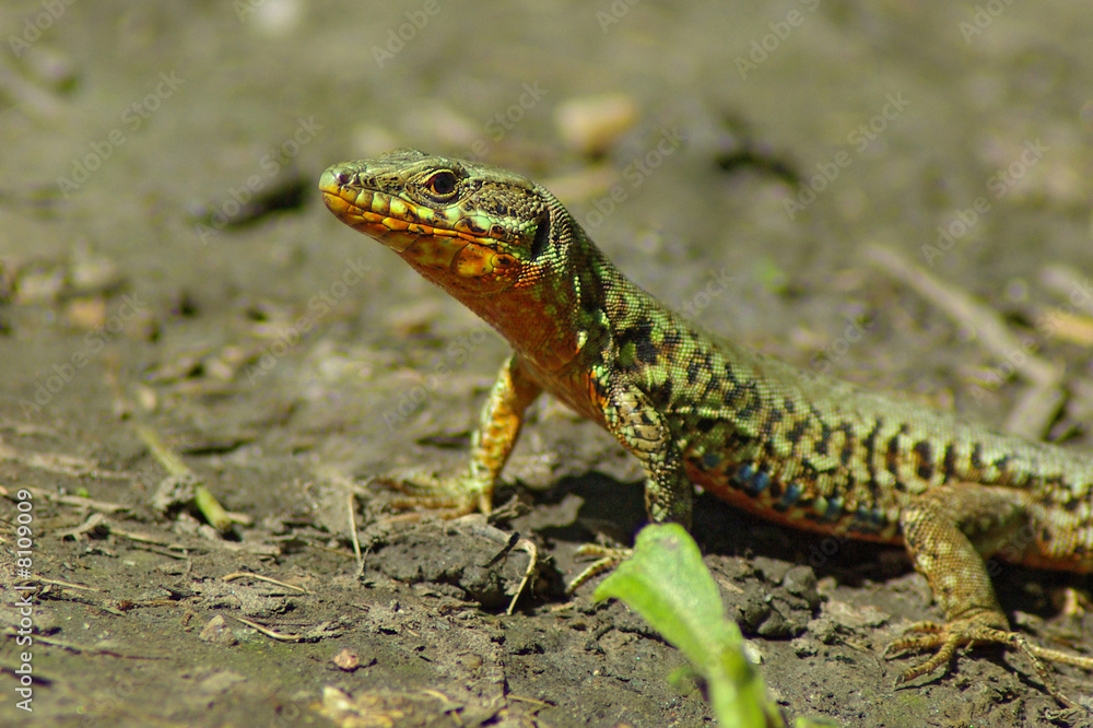 lézard des souches