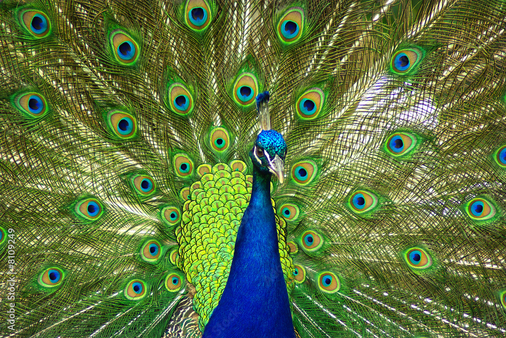 Fototapeta premium paon