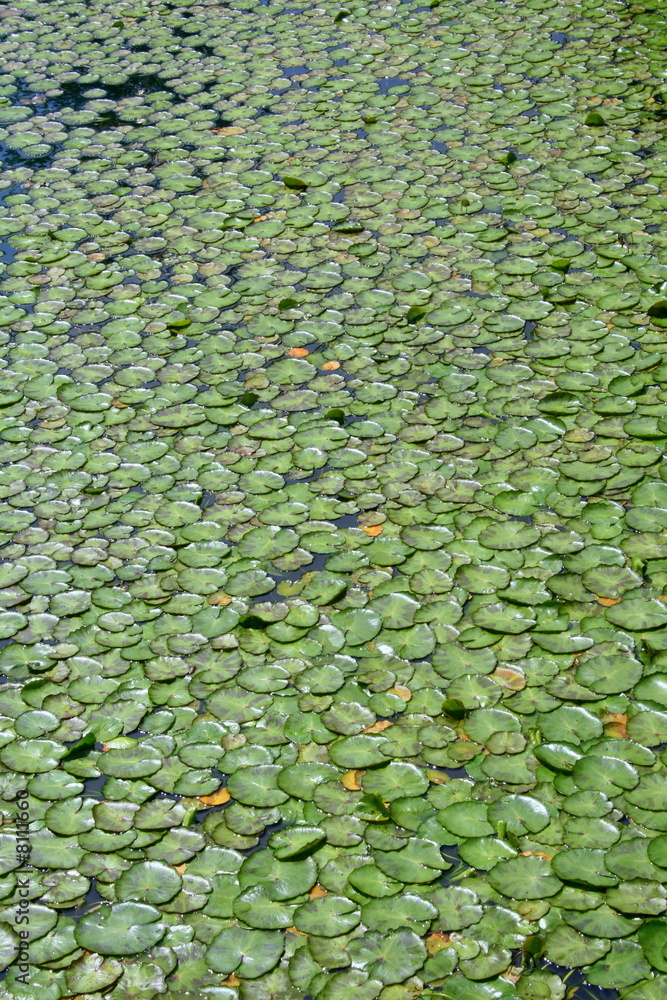 Green Lilypads Floating in a Pond