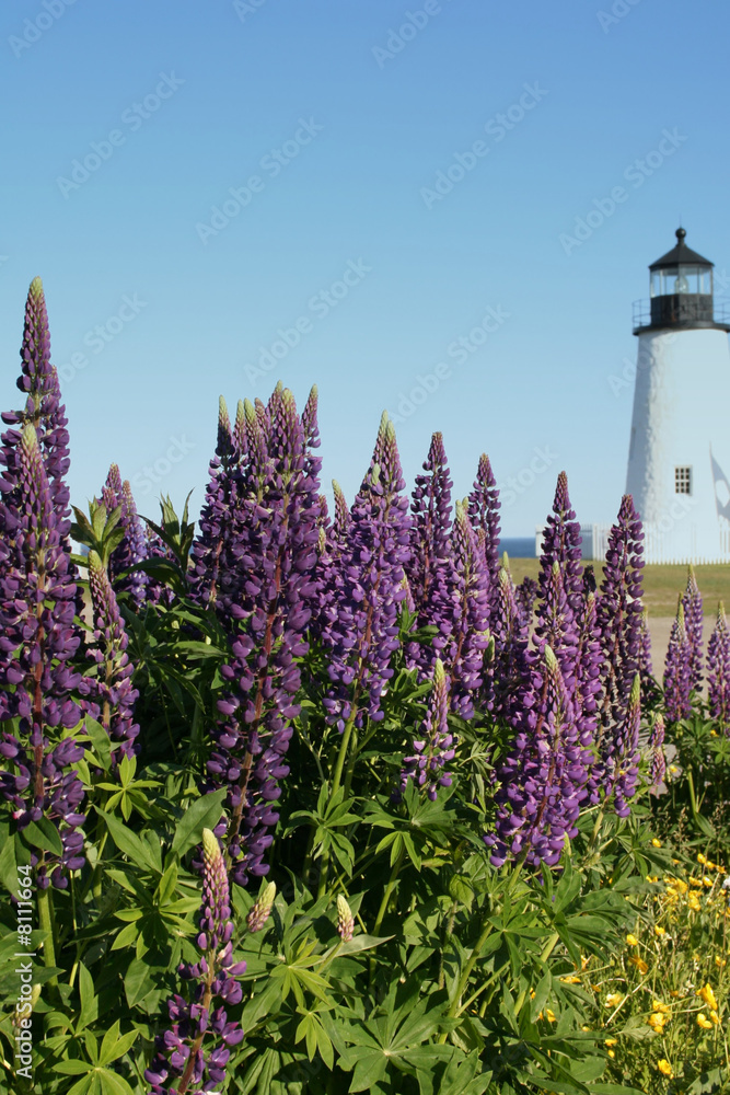 Wild Purple Lupines at the Lighthosue