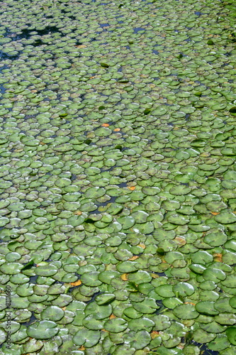 Obraz na płótnie Green Lilypads Floating in a Pond w salonie