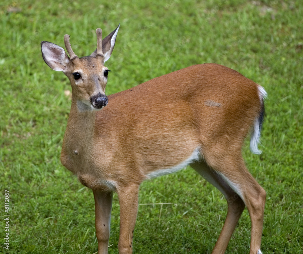 whitetail buck