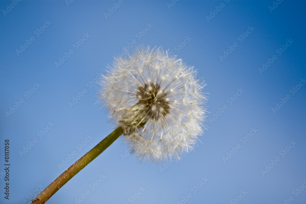 Dandelion clock on blue sky background