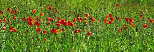 Poppy Meadow