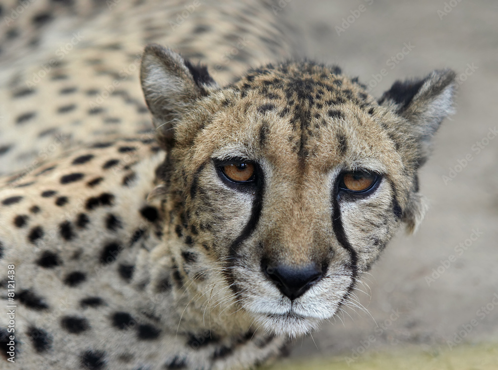 cheetah cheetah