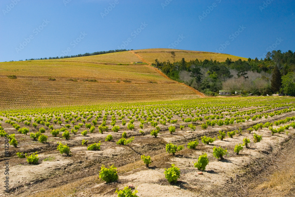 Kanonkop vineyard and hills
