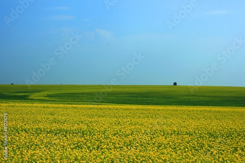  	 Russia. Yellow field.