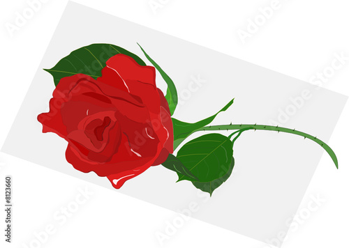 una rosa rossa