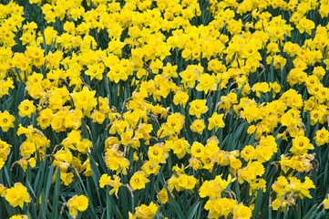 Foto auf Acrylglas Narzisse Yellow daffodils  © Aradan