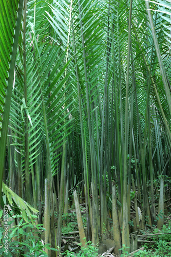 Nipah palm forest  tropical tree or leaf