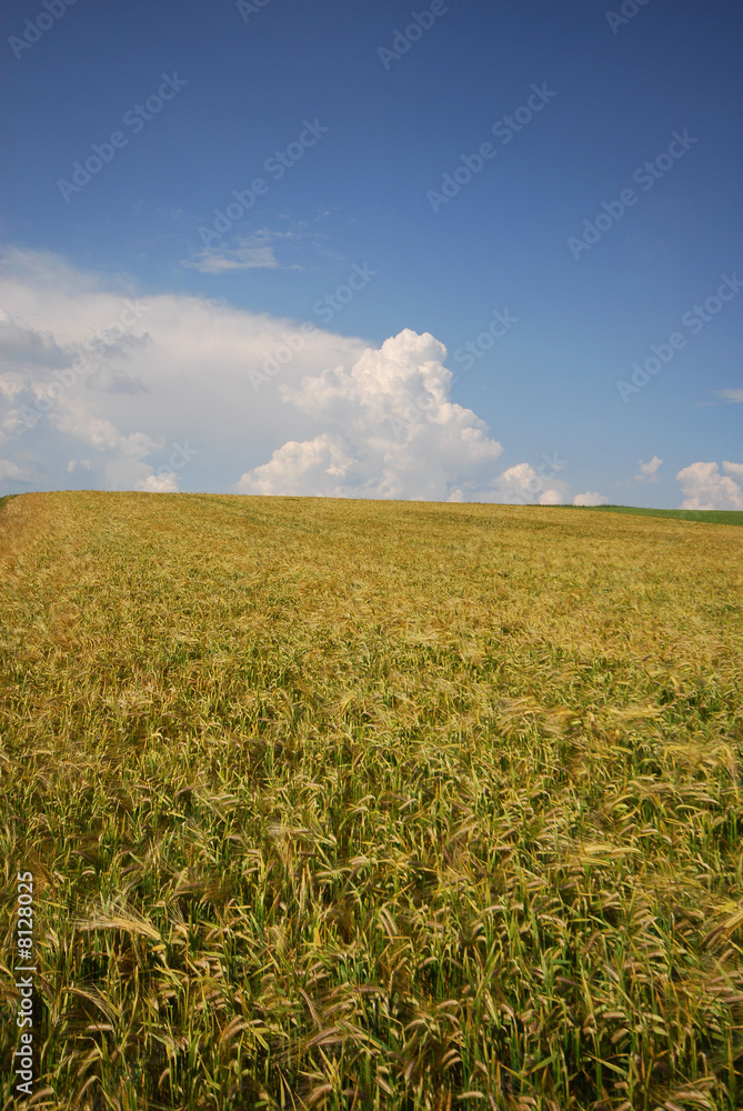 Blé à perte de vue