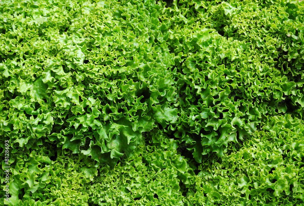 Green lettuce Green lettuce