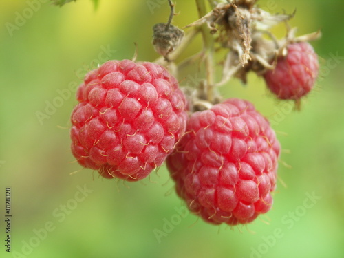 Framboise