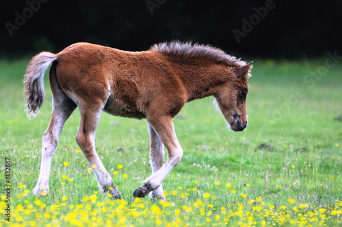 New Forest Pony