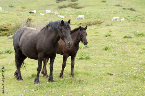 jument et poulain