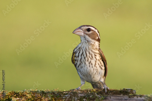 Rose-breasted Grosbeak Female Closeup