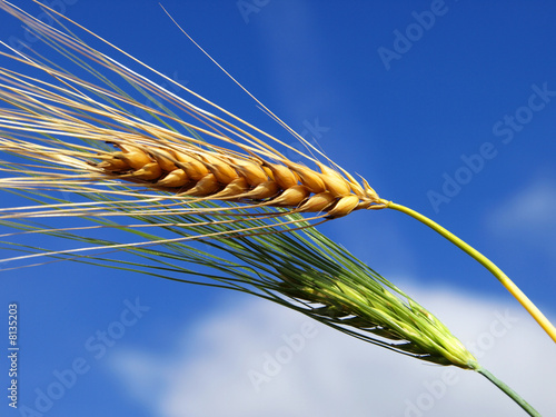 barley green and yellow photo