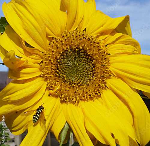 Sunflower and Wasp