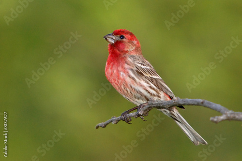 Photographie Male House Finch