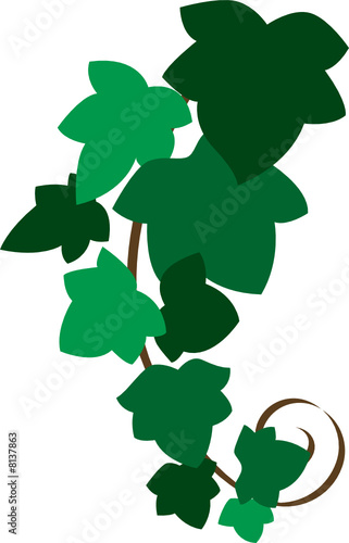 Ivy twig