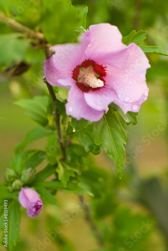 Rose of Sharon 2