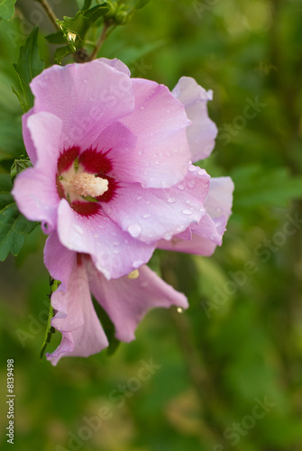 Rose of Sharon 1