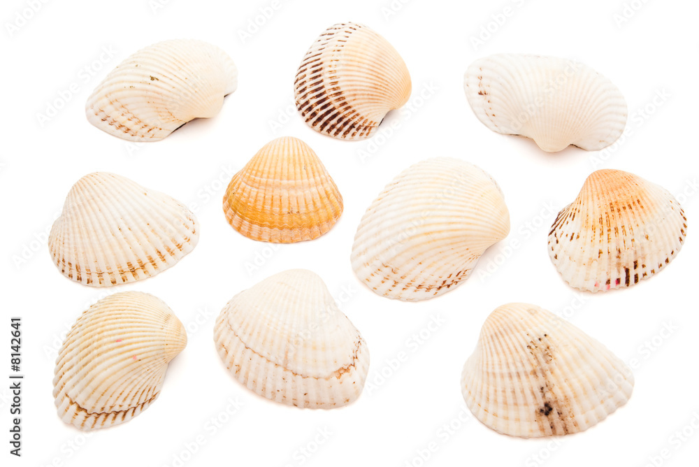 sea-shells collection sea-shells collection